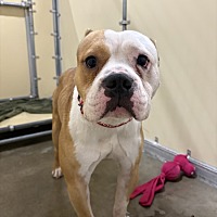 adopt a pet