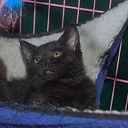 Thumbnail photo of Kittens of all colors #2
