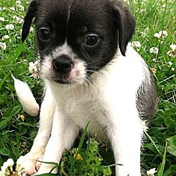 Thumbnail photo of Perfect little Puppy Pinto! #1
