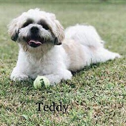 Thumbnail photo of Teddy St Romain #3