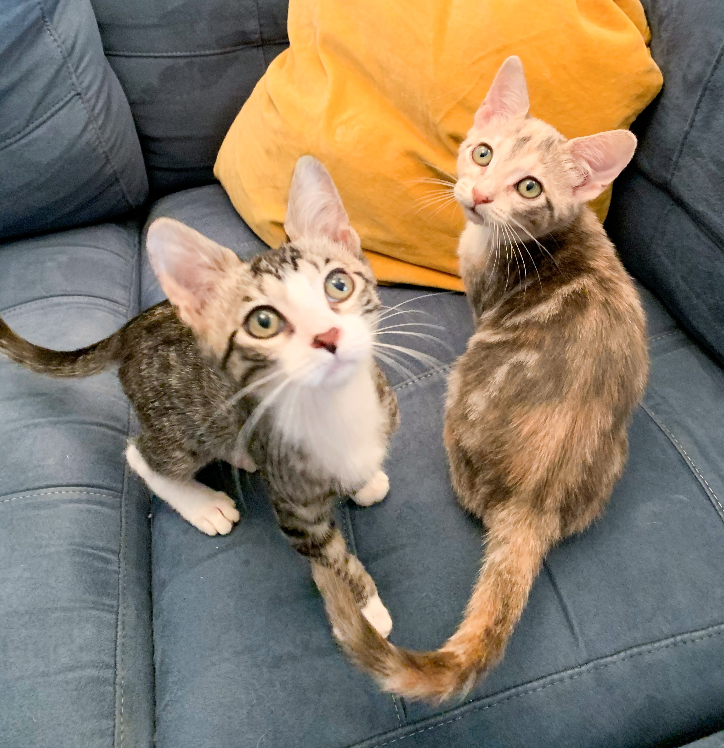 Adopt Samantha A Calico Or Dilute Calico Domestic Shorthair (short Coat