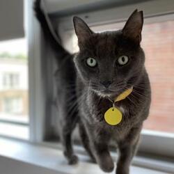 Montreal Qc Domestic Shorthair Meet Ti Bebe A Pet For Adoption