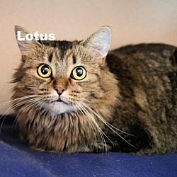 Photo of Lotus 220674