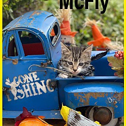 Photo of McFly
