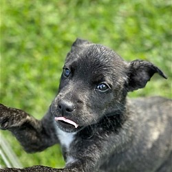Thumbnail photo of Tootsie - Tiny Cutie! #1