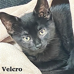 Photo of Velcro