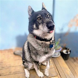 Photo of Nymeria