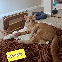 Thumbnail photo of Cheeto #4