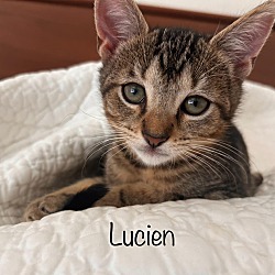 Thumbnail photo of Lucien ("Luce") #3