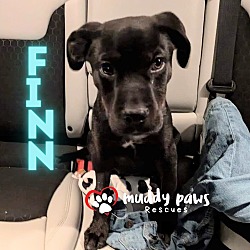 Thumbnail photo of Finn #3