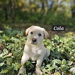 Thumbnail photo of Cola #2