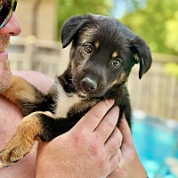 adopt-pet