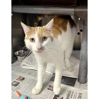 adopt-pet