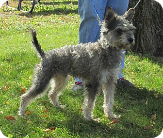 miniature schnauzer hairy