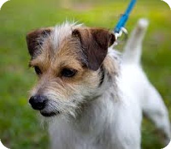 wire haired jack russell terrier mix