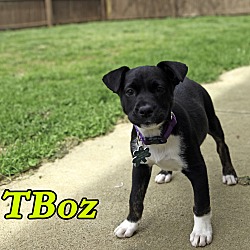 Thumbnail photo of T-Boz #1