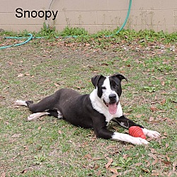 Thumbnail photo of Snoopy #3