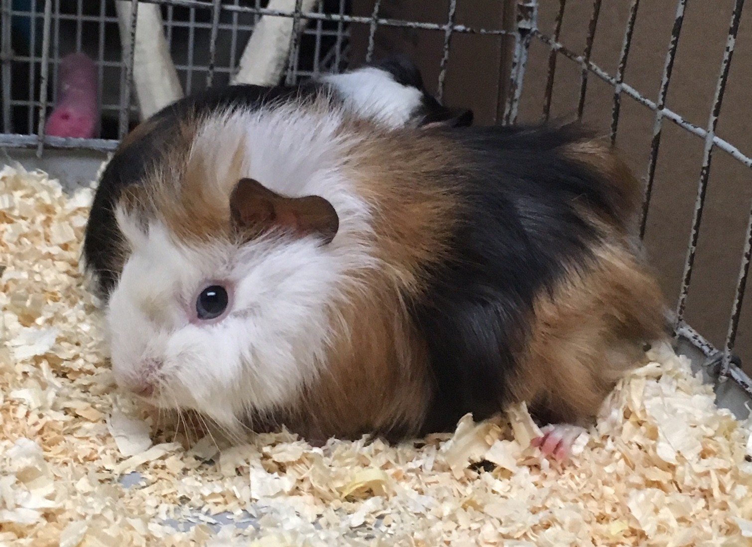 female baby guinea pigs for sale near me