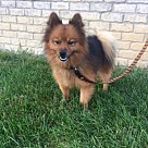 Pomeranian Puppies - Pomeranian Rescue and Adoption Near You