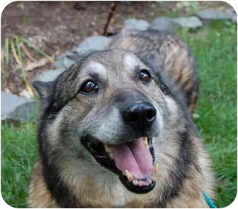 husky plus german shepherd