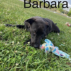 Photo of Barbara