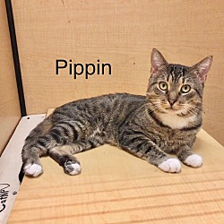 Thumbnail photo of Pippin #2