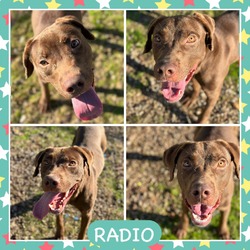 Photo of Radio CFS 230078421