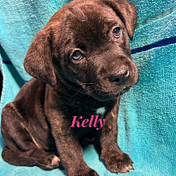 Thumbnail photo of Kelly~adopted! #1