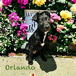 Thumbnail photo of Orlando #2