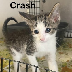 Thumbnail photo of Crash #2