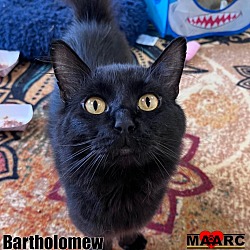 Photo of Bartholomew