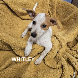 Thumbnail photo of Whitley #2