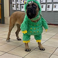 adopt a pet