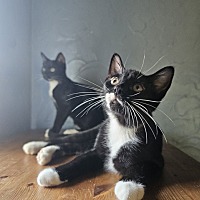 adopt a pet