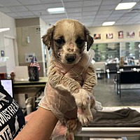 adopt a pet