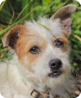 Norwalk Ct Fox Terrier Wirehaired Meet Mackenzie Adoption