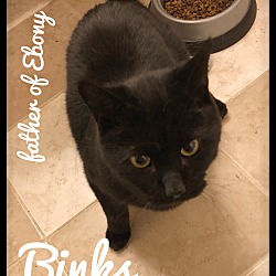 Thumbnail photo of Binks the BIG  Lover #1