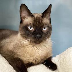 Oriental Kittens For Sale In Denver Colorado Adoptapet Com