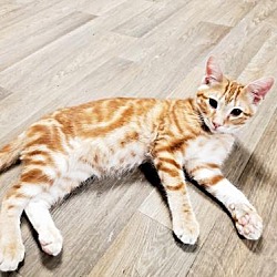 Photo of Kitten 23260 (Nash)