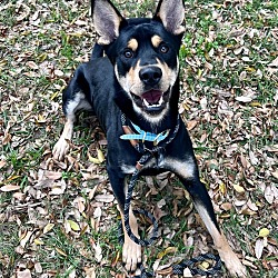 Australian kelpie store german shepherd mix