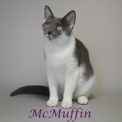 Thumbnail photo of McMuffin C24-269 #3