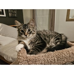 Thumbnail photo of Lionel Kitty #3