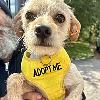 adopt a pet