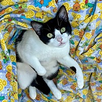 adopt a pet
