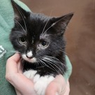 Adopt A Pet :: Squid - Versailles, KY