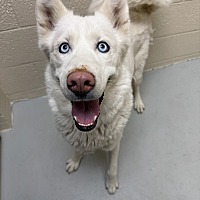 adopt a pet