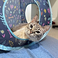adopt a pet