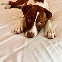 adopt a pet