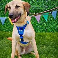 adopt-pet