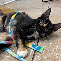 adopt a pet
